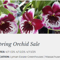 Spring Orchid Sale @ Lyman Estate Greenhouses thumbnail