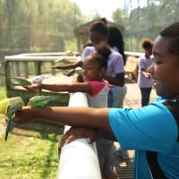 Spend a WILD April School Vacation Week at Franklin Park Zoo! thumbnail