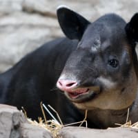 Celebrate World Tapir Day at Franklin Park Zoo! thumbnail