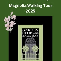 2025 Self-Guided Magnolia Walking Tour by Garden Club of the Back Bay thumbnail