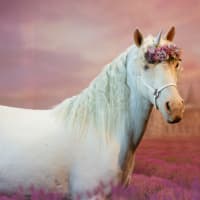 Unicorn Experience thumbnail