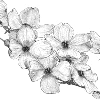Botanical Sketching: A Drop-In Program thumbnail