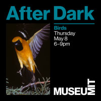 After Dark: Birds thumbnail