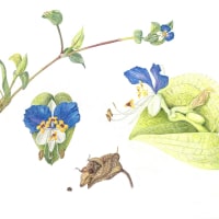 Spring Awakening at New England Botanic Garden thumbnail