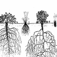 Plants for Healing thumbnail