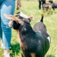 Thursday Discovery STEAM Days at Cider Hill Farm thumbnail