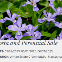 Hosta and Perennial Sale @ Lyman Estate Greenhouses thumbnail