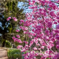 Spring Horticulture Walk & Talk thumbnail