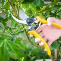 Seasonal Pruning Workshop: Late Spring thumbnail