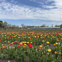 Pick-your-own Tulips at Wilson Farm thumbnail