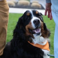 Yappy Hour at Forge & Vine thumbnail