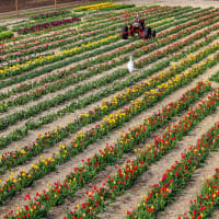PYO Tulips at Ward's Berry Farm! thumbnail