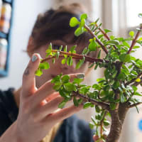 Bonsai Workshop at Twisted Fate Brewing thumbnail