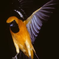 Birding 101 thumbnail