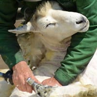 Sheep Shearing Day at Charmingfare Farm thumbnail