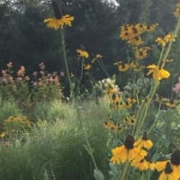 Landscape Design: Wilding Your Perennial Garden thumbnail