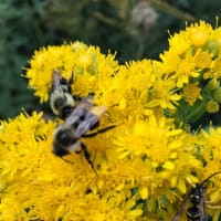 Allowing Your Landscape to Work for You: Designing for Resilience and Sustainability thumbnail