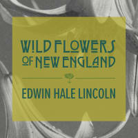 Exhibition Opening: Wild Flowers of New Enland thumbnail
