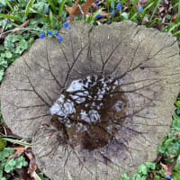 Leaf Bird Bath Making Workshop thumbnail