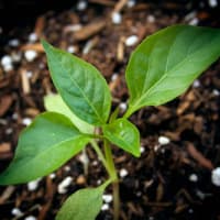 Horticulture 101: Propagation Workshop thumbnail