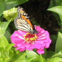 Little Sprouts in the Garden: Pollinator Story Trail thumbnail