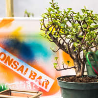Bonsai Workshop at Long Live Beerworks - Roxbury thumbnail