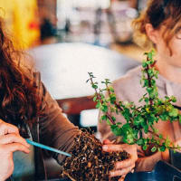 Bonsai Workshop at Dirigible Brewing thumbnail