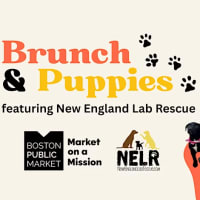 Brunch & Puppies with New England Lab Rescue  thumbnail