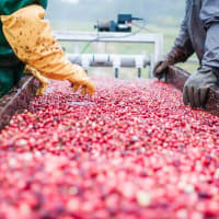 Explore New England: Exclusive Cranberry Farm Tour thumbnail