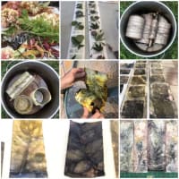 Introduction to Eco-Printing with Botanicals thumbnail