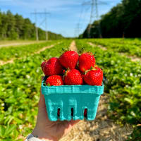 Pick-Your-Own Strawberries at Ward's Berry Farm! thumbnail