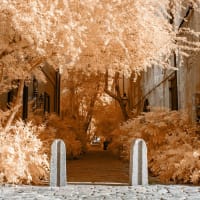 IR/UV Photography  thumbnail