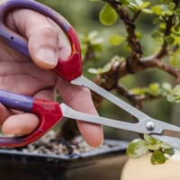 Bonsai Workshop at Widowmaker Brewing thumbnail
