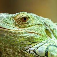 Reptile Day at Charmingfare Farm thumbnail