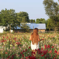 Pick Your Own Flowers at Ward's Berry Farm thumbnail