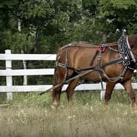 Intro to Draft Horse Basics thumbnail