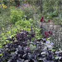 Herbalism 101 for Kids thumbnail