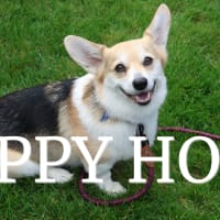 Yappy Hour thumbnail