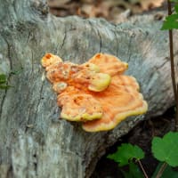 Monthly Foraging Walk thumbnail
