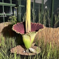 Rare Corpse Flower Bloom - 24 HOURS ONLY! thumbnail