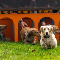 Cape Cod Doxie Day thumbnail
