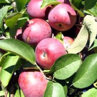 Apple, Sage & Spice: How Nice! – Adult Cooking Class thumbnail