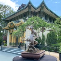 Discover the Art of Bonsai at Franklin Park Zoo! thumbnail