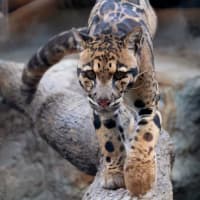 Celebrate Clouded Leopard Day at Franklin Park Zoo!  thumbnail
