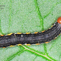 Research Spotlight: Native Caterpillars and Invasive Plants thumbnail