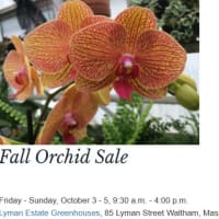 Fall Orchid Sale @ Lyman Estate Greenhouses thumbnail