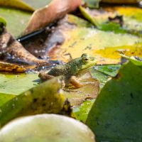 Bird & Wildlife Photography for Beginners @ Ipswich River Wildlife Sanctuary with Boston Photography Workshops thumbnail