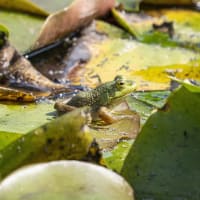 Bird & Wildlife Photography for Beginners with Boston Photography Workshops thumbnail