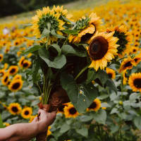Sunflower Spectacular thumbnail