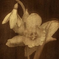 Speaker Series: Journey of Botanical Photography thumbnail